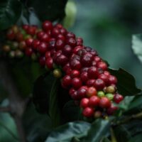 coffee tours in antigua guatemala tours waltravel agency travel tour operator 3